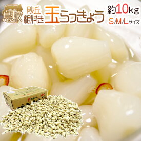 土らっきょう 鳥取産 ”玉らっきょう” S/M/Lサイズ 約10kg【予約 6月中旬以降】 送料無料