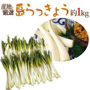 沖縄・鹿児島・産地厳選 ”島らっきょう” 大きさおまかせ 約1kg【予約 入荷次第発送】 送料無料