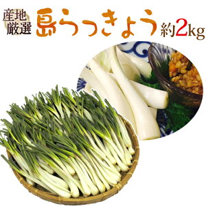 EEYnI h傤h 傫܂ 2kgy\ ׎攭z 
