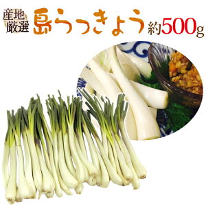 EEYnI h傤h 傫܂ 500gy\ ׎攭z