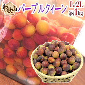”紀州・和歌山産 JA紀南 パープルクイーン” 秀品 L〜2L 約1kg 小梅【予約 5月下旬以降】