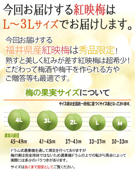 楽天市場】福井産 ”紅映梅（べにさしうめ）” 秀品 L〜3L 約10kg【予約 