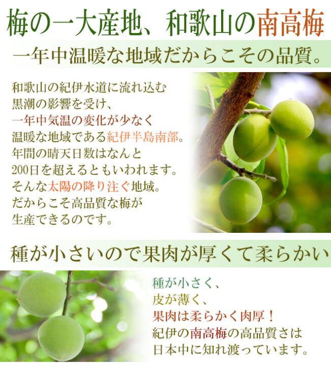 楽天市場】”紀州・和歌山産 南高梅 青梅” 秀品 2Lサイズ 約1kg《10キロ 