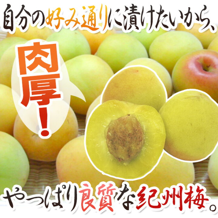 楽天市場】”紀州・和歌山産 南高梅 完熟” 秀品 2L〜3L 約1kg《10キロ 