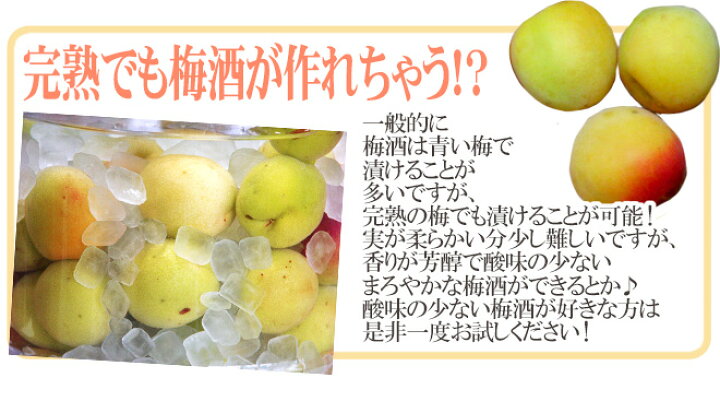 楽天市場】”紀州・和歌山産 南高梅 完熟” 秀品 2L〜3L 約1kg《10キロ 