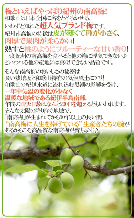 楽天市場】紀州・和歌山産 ”南高梅 完熟” L 約10kg ちょっと訳あり 