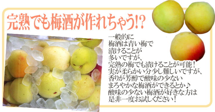 楽天市場】紀州・和歌山産 ”南高梅 完熟” L 約10kg ちょっと訳あり 