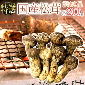 楽天市場 松茸 長野の通販