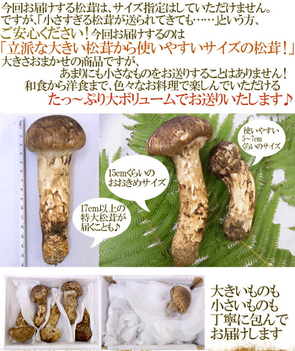楽天市場】”中国産 松茸” 約1kg つぼみ〜中椀 大きさおまかせ【予約 7 