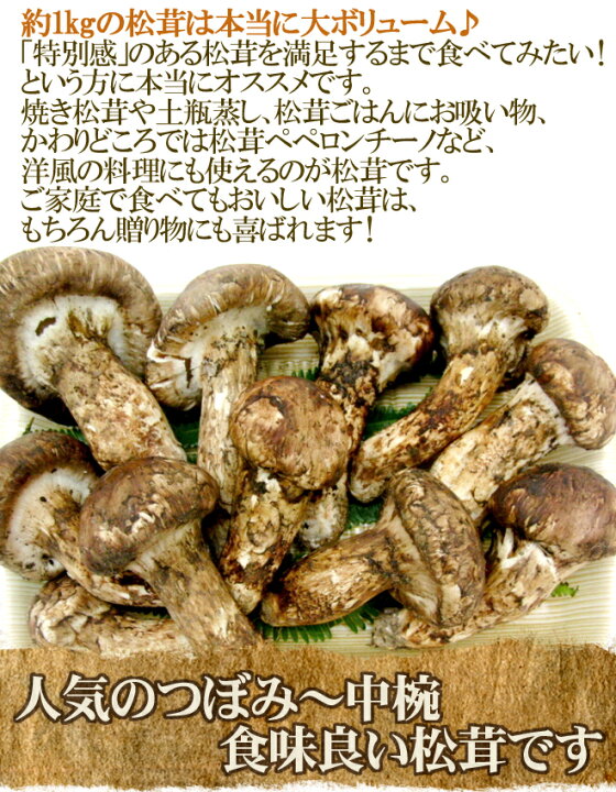 楽天市場】中国産 ”松茸” 約1kg つぼみ〜中椀 大きさおまかせ【お届け 