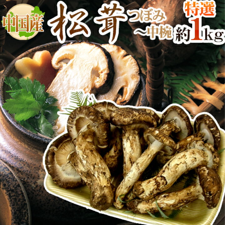 楽天市場】中国産 ”松茸” 特撰 約1kg つぼみ〜中椀 大きさおまかせ【お 