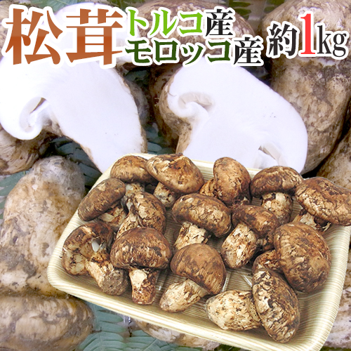 トルコ・モロッコ産 ”松茸” 約1kg 大きさおまかせ 送料無料