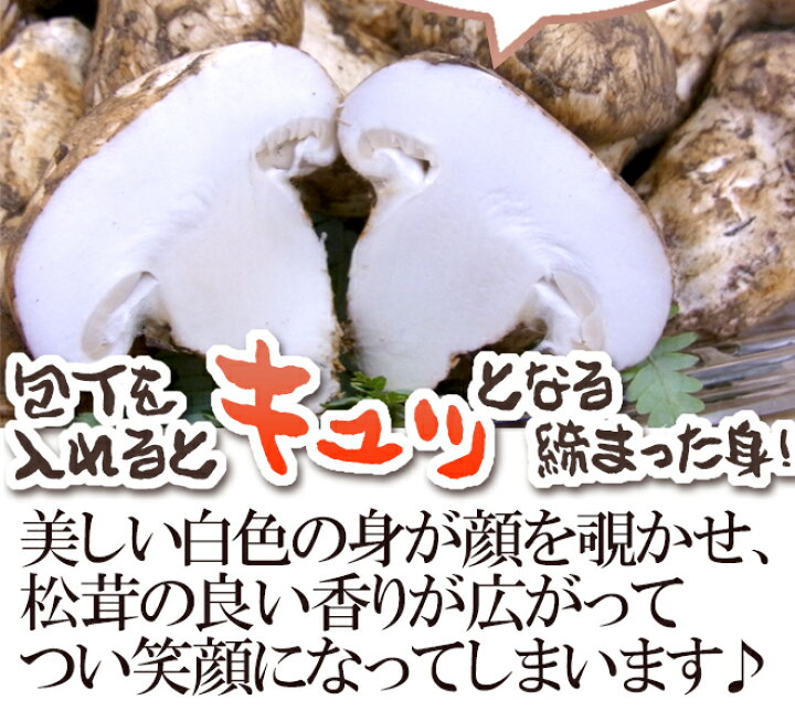楽天市場】トルコ・モロッコ産 ”松茸” 約1kg 大きさおまかせ【予約 11月以降】 送料無料 : くらし快援隊〜お中元お歳暮ギフト 楽天市場】トルコ・モロッコ産 ”松茸” 約1kg 大きさおまかせ【予約 11月以降】 送料無料 : くらし快援隊〜お中元お歳暮ギフト