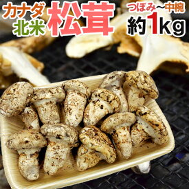 カナダ・北米産 ”松茸” 約1kg つぼみ〜中椀 大きさおまかせ【予約 9月中下旬以降】 送料無料