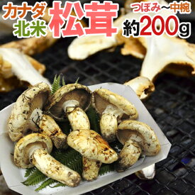 カナダ・北米産 ”松茸” 約200g つぼみ〜中椀 大きさおまかせ【予約 9月中下旬以降】 送料無料