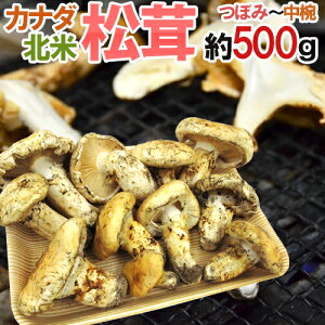 Ji_EkĎY hh 500g ڂ݁`o 傫܂y\ 9{ȍ~z 