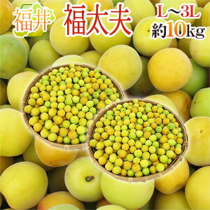 ����Y �h�����v�i�ӂ����䂤�j�h �G�i L�`3L ��10kg �~�y�\�� 5�����ȍ~�z ��������