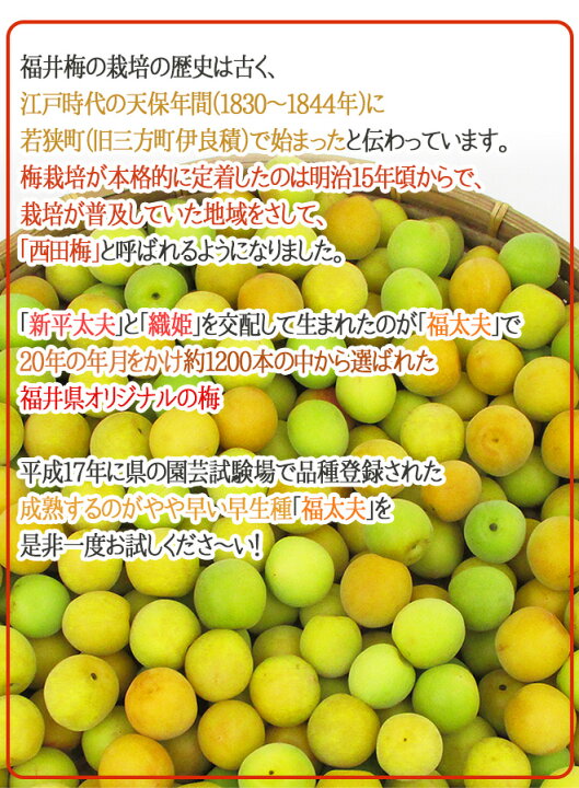 楽天市場】福井産 ”福太夫（ふくだゆう）” 秀品 L〜3L 約10kg 梅【予約 