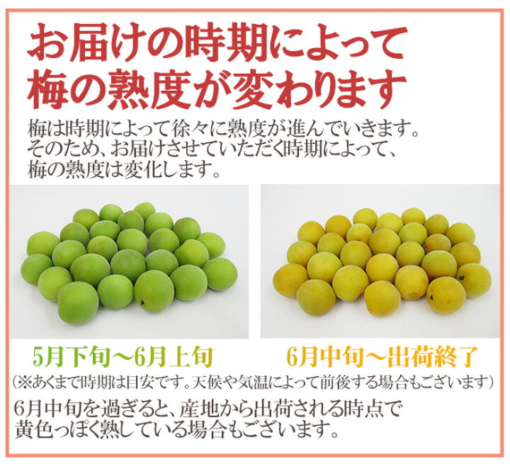 楽天市場】福井産 ”福太夫（ふくだゆう）” 秀品 L〜3L 約10kg 梅【予約 