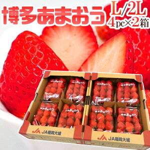 Y h܂h Gi L/2LTCY 270g×4pbN×s2ty\ 12ȍ~z 