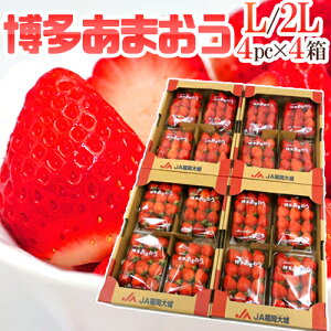 Y h܂h Gi L/2LTCY 270g×4pbN×s4ty\ 12ȍ~z 