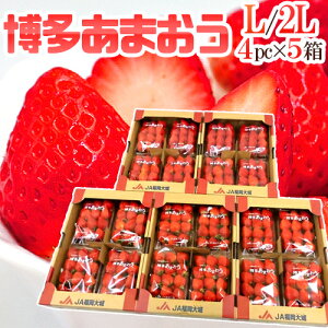 Y h܂h Gi L/2LTCY 270g×4pbN×s5ty\ 12ȍ~z 