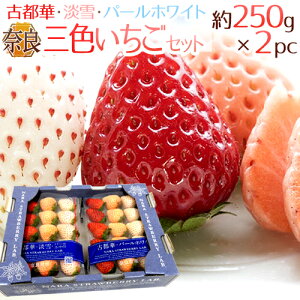 ޗǌY hOFZbgh 2pci1pc9`15O 250gjÓs؁EWEp[zCgy\ 12`1ȍ~z 