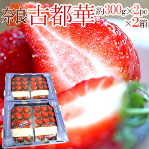 ޗǌY hÓs؂h 2pc×s2ti1pc 300gjy\ 12`1ȍ~z 