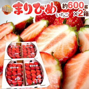 a̎R h܂Ђ߂i{P䕁jh Gi 2pbNi1pbN 9`15 300gj×s2ty\ 12ȍ~z 