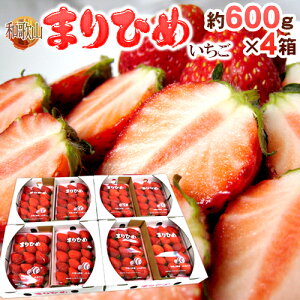 a̎R h܂Ђ߂i{P䕁jh Gi 2pbNi1pbN 9`15 300gj×s4ty\ 12ȍ~z 