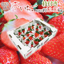 徳島県勝占産 ”枝付き夢いちご” 約1.2〜1.5kg（風袋込） 大きさおまかせ【予約 1月以降】 送料無料