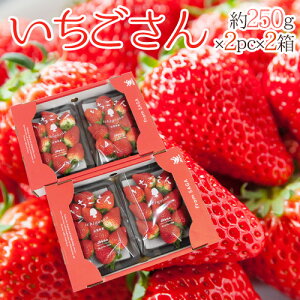  hh Gi 3L`5LTCY 250g×2pbN×s2t ϔy\ 12`1ȍ~z 