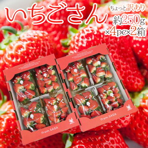  hh Ɩ󂠂 250g×4pbN×s2t 傫܂y\ 12`1ȍ~z 