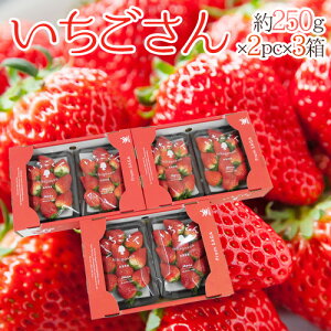  hh Gi 3L`5LTCY 250g×2pbN×s3t ϔy\ 12`1ȍ~z 