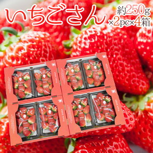  hh Gi 3L`5LTCY 250g×2pbN×s4t ϔy\ 12`1ȍ~z 