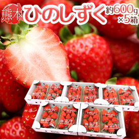 熊本県 ”ひのしずくいちご” 秀品 2パック入り（1パック 7〜13粒 約300g）×《5箱》【予約 12月以降】 送料無料