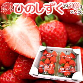 熊本県 ”ひのしずくいちご” 秀品 2パック入り（1パック 7〜13粒 約300g）×《1箱》【予約 12月以降】 送料無料