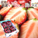 【緊急スポット】”いちご” 約1kg 秀/◯等級 品種・大きさおまかせ 産地厳選 さちのか/紅ほっぺ/あまおう 等【2週間…