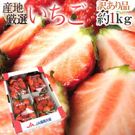 【緊急スポット】”いちご” 約1kg 訳あり 品種・大きさおまかせ 産地厳選 さちのか/紅ほっぺ/あまおう …