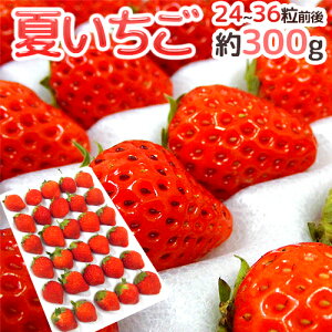 y9/25ISz|CgobN̑`XzhĂh 24`36O 300g YnIy\ 6{ȍ~z