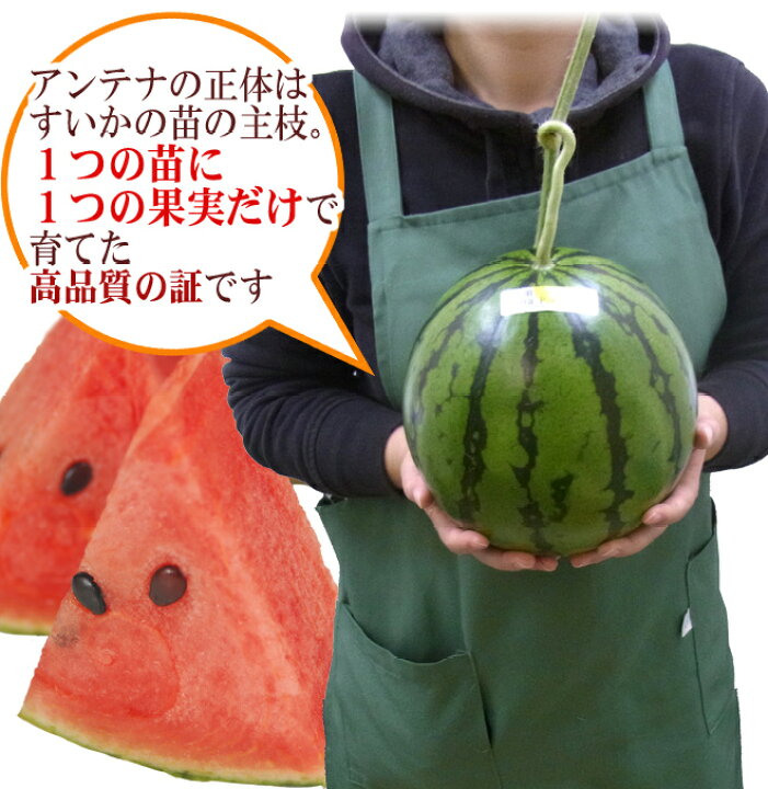 楽天市場】高知県夜須町 温室スイカ ”ルナピエナ” 3〜5玉 約10kg【予約 