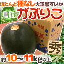 【エントリーでポイント5倍！】【送料無料】鳥取 黒皮 種なしスイカ ”がぶりこ” 秀品 5Lサイズ 超大玉 10〜11kg以上【予約 6月末〜7月】【楽ギフ_包... ランキングお取り寄せ