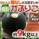 【エントリーでポイント5倍！】【送料無料】鳥取 黒皮 種なしスイカ ”がぶりこ” 訳あり 大玉 9kg以上【予約 6月末〜7月】 ランキングお取り寄せ