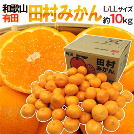 和歌山有田産 ”田村みかん” 秀品 L〜LL 約10kg 産地箱【予約 11月末以降】 送料無料