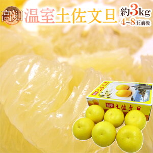 土佐高知 ”温室土佐文旦” 秀品 4〜8玉前後 約3kg【予約 12月以降】 送料無料