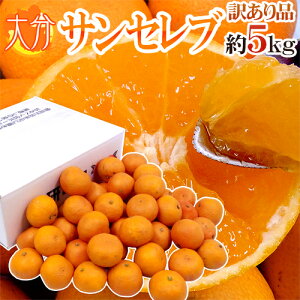 大分産 新品種 ”サンセレブ” 訳あり 約5kg 大きさおまかせ【予約 12月以降】 送料無料