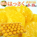 【送料無料】和歌山産 ”はっさく” 訳あり 約9〜10kg 大きさおまかせ ハッサク【予約 1月下旬以降】