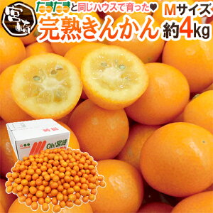 {茧 hn񂩂h Gi M 4kg ƏŁun񂩂񂽂܂܁vɂȂȂnEXy\ 1ȍ~z 