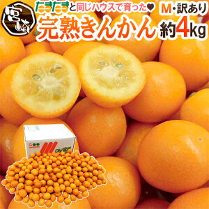 {茧 hn񂩂h 󂠂 M/L 4kg ƏŁun񂩂񂽂܂܁vɂȂȂnEXy\ 1ȍ~z 