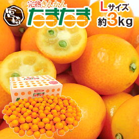 宮崎県 ”完熟きんかん たまたま” 秀品 Lサイズ 約3kg【予約 2月中旬以降】 送料無料